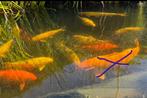 16 koi en 3 steuren, Dieren en Toebehoren, Karper of Koi