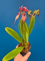 Orchidee Bulbophyllum rothschildiana p9 (2), Huis en Inrichting, Kamerplanten, Ophalen of Verzenden, Halfschaduw, Minder dan 100 cm