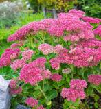 🌸🐝 Sedum spectabile Hemelsleutel vetkruid herbstfreude, Volle zon, Vaste plant, Herfst, Ophalen