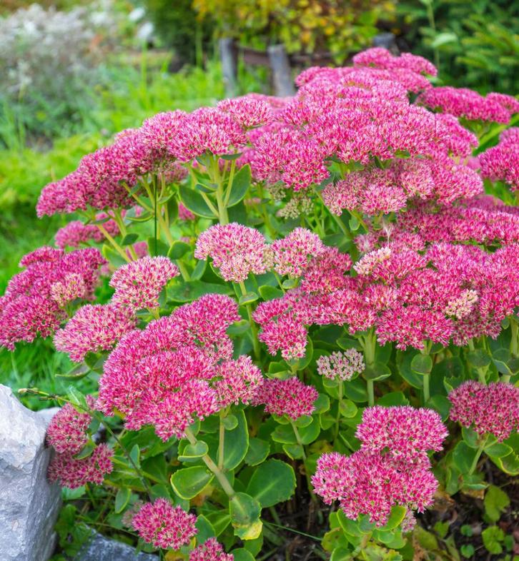 🌸🐝 Sedum spectabile Hemelsleutel vetkruid herbstfreude, Tuin en Terras, Planten | Tuinplanten, Vaste plant, Overige soorten