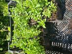 Marjolein, biologisch gekweekt, Ophalen, Volle zon, Groenteplanten, Eenjarig