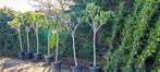 Ficus carica vijgenbomen, Ophalen, Volle zon, Overige soorten, 100 tot 250 cm