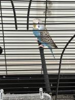 Parkiet, Dieren en Toebehoren, Vogels | Parkieten en Papegaaien, Mannelijk, Parkiet