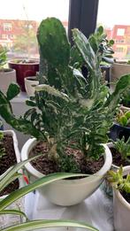 Cactus plant met pot €12, Huis en Inrichting, Kamerplanten, Ophalen, Cactus, Minder dan 100 cm