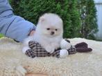 Pomeriaan | Pomeranian | Puppy | Reutje | Stamboom | Beertje, Reu, 8 tot 15 weken, Buitenland, Eén hond