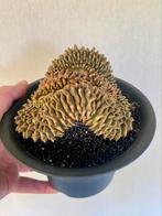 Gymnocalycium inermis cristata, fraai  exemplaar Nr. 1, Ophalen of Verzenden, Overige soorten, Minder dan 100 cm