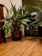 Streliziaplant, Ophalen, Vaste plant, Overige soorten, Volle zon