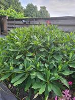 Papierstruik, Tuin en Terras, Planten | Tuinplanten, Overige soorten, Vaste plant, Ophalen of Verzenden, Halfschaduw