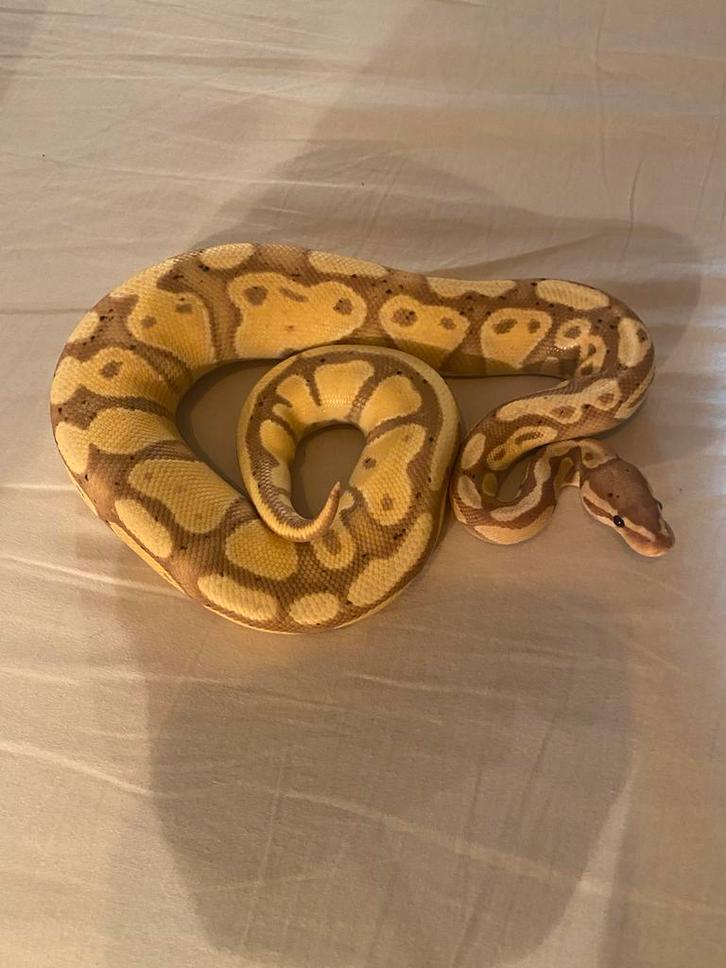 Python regius