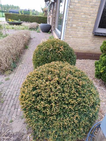 Twee taxus bollen. beschikbaar voor biedingen