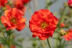 Geum 'Scarlet Tempest' - Nagelkruid, Ophalen of Verzenden