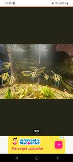 Vissen. Mesonauta festivus ter overname, Vis