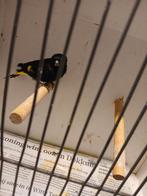 Zwarte sijs man, Mannelijk