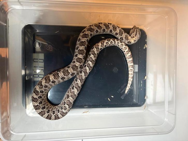 Heterodon nasicus Axanthic poss het ghost poss het albino