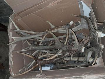 Edelhert losse geweistangen. €20 tot €30 per stuk.  beschikbaar voor biedingen