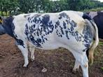 Dikbil vaars, Dieren en Toebehoren, Vrouwelijk, 0 tot 2 jaar