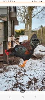 Barnevelder krielhaan  ( Dubbel gezoomd ), Mannelijk, Kip