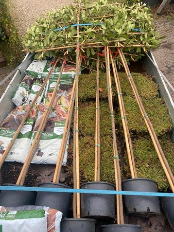 Lei Photinia groen blijvende bomen voor uw privacy beschikbaar voor biedingen