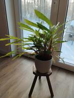 Prachtige Calathea inclusief pot, Ophalen, Halfschaduw, Minder dan 100 cm