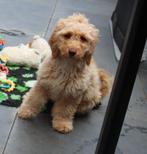labradoodle pup, Dieren en Toebehoren, 15 weken tot 1 jaar, Meerdere, Meerdere dieren, Nederland