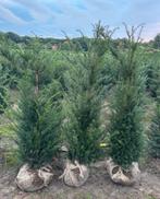 Taxus baccata maat 1,50 M te koop voor €25,00/stuk., Tuin en Terras, Planten | Struiken en Hagen, Ophalen of Verzenden, Taxus