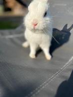 Lief mannetjes dwergkonijn, Dieren en Toebehoren, Konijnen, Mannelijk, Dwerg