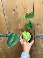 Monstera deliciosa variegata plant mint green jungle, Huis en Inrichting, Ophalen of Verzenden, Halfschaduw, Minder dan 100 cm