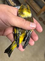 Bastaarden putter x kanarie, Dieren en Toebehoren, Vogels | Overige Vogels, Mannelijk, Wildzangvogel