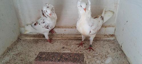 Te koop sierduiven Oudhollands kapucijnen duiven, Dieren en Toebehoren, Vogels | Duiven, Overige soorten, Meerdere dieren