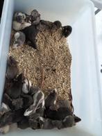 Voedseldier Rat, September, Meerdere dieren, Rat