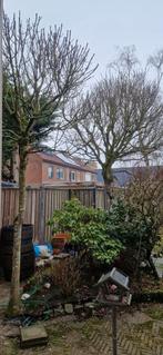 Gezocht: bomen snoeien, Tuin en Terras, Haardhout, Minder dan 3 m³, Ophalen of Verzenden