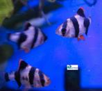 Sumatraan, Dieren en Toebehoren, Vissen | Aquariumvissen, Vis, Zoetwatervis, Schoolvis