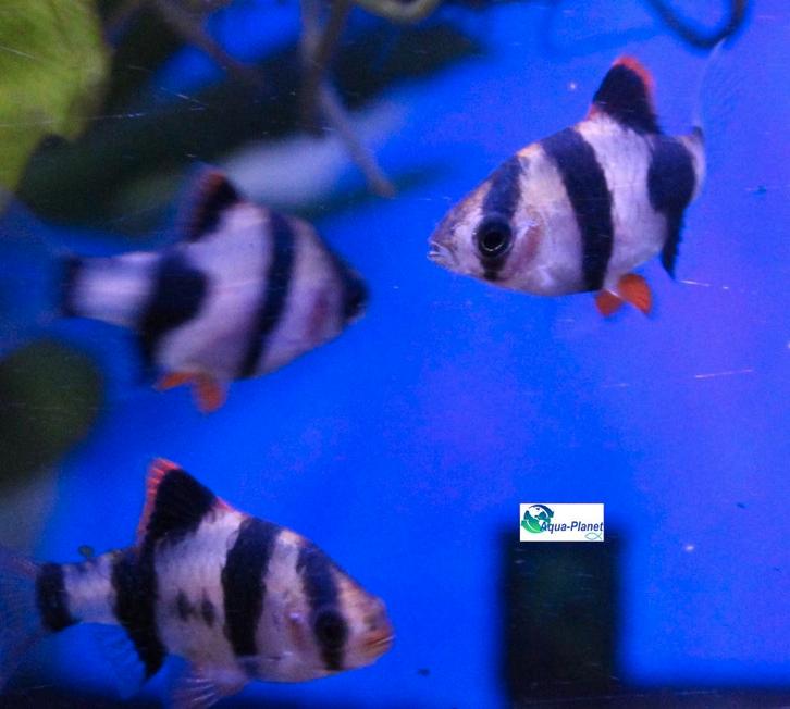 Sumatraan, Dieren en Toebehoren, Vissen | Aquariumvissen, Zoetwatervis, Vis, Schoolvis