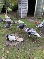 kalkoenen, Meerdere dieren, Kalkoen