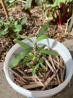 Gratis Stek Paarse Vlinderstruik, Tuin en Terras, Planten | Tuinplanten, Volle zon, Vaste plant, Zomer, Ophalen