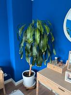 Plant groot, Ophalen, Halfschaduw, Overige soorten