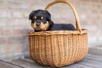 Rotweiller pups 24-5 geboren, Dieren en Toebehoren, Parvo, 8 tot 15 weken, Meerdere, Meerdere dieren