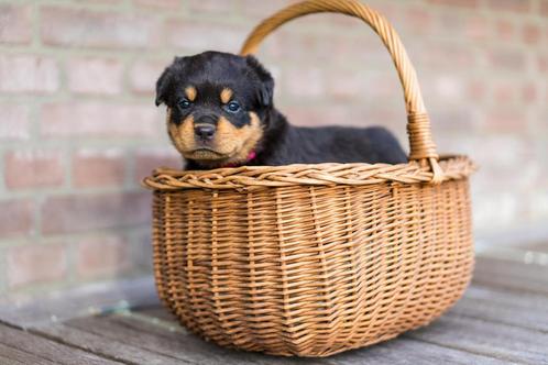 Rotweiller pups 24-5 geboren, Dieren en Toebehoren, Honden | Bulldogs, Pinschers en Molossers, Meerdere dieren, Rottweiler, Particulier
