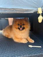 Dwergees pomeriaan, Rabiës (hondsdolheid), 1 tot 2 jaar, Eén hond, Nederland