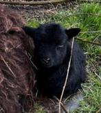 Skudde quessant lammeren ooien ooi drent hebridian, Dieren en Toebehoren, Schapen, Geiten en Varkens, Vrouwelijk, Schaap