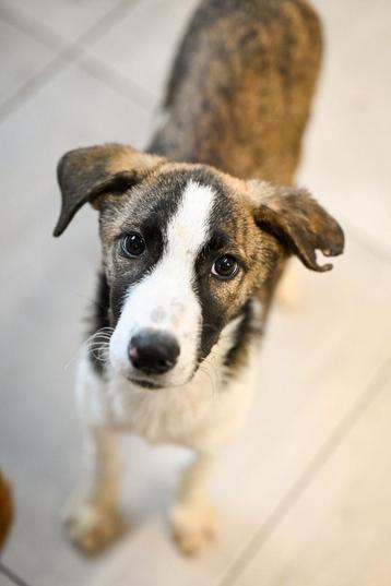 Vinny reutje 4-5 maanden beschikbaar voor biedingen