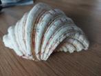 Prachtige doopvontschelp, Verzamelen, Mineralen en Fossielen, Ophalen, Mineraal