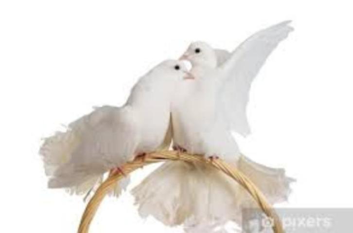 Witte Bruilofs duiven of ......................, Dieren en Toebehoren, Vogels | Duiven, Overige soorten, Meerdere dieren