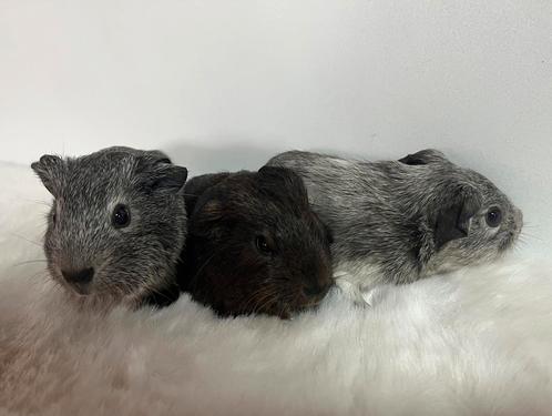 Cavia beren, Dieren en Toebehoren, Knaagdieren, Mannelijk, Cavia, Na 1 juli 2024, Tam