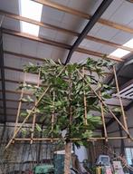 Groenblijvende leibomen | Prunus laurocerasus soorten, Ophalen of Verzenden, Lente, Halfschaduw, Overige soorten
