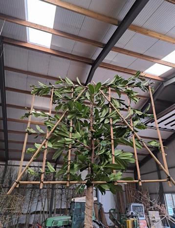 Groenblijvende leibomen | Prunus laurocerasus soorten beschikbaar voor biedingen