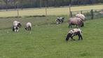 bonte schapen en lammeren te koop, Dieren en Toebehoren, Schapen, Geiten en Varkens, Schaap, Meerdere dieren
