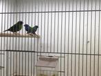 Te koop koppel Forbes Papegaai amadines, Dieren en Toebehoren, Vogels | Overige Vogels, Tropenvogel