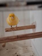 Te Koop Kanarie Pop 2025, Dieren en Toebehoren, Vrouwelijk, Kleurkanarie