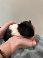 Laatste 3 jonge Cavia beertjes en zeugje zoeken huisje!, Dieren en Toebehoren, Cavia, November, Meerdere dieren, Tam